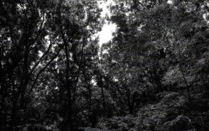 【シリーズ・都市伝説】都会の中心に残る禁足地「八幡の藪知らず」