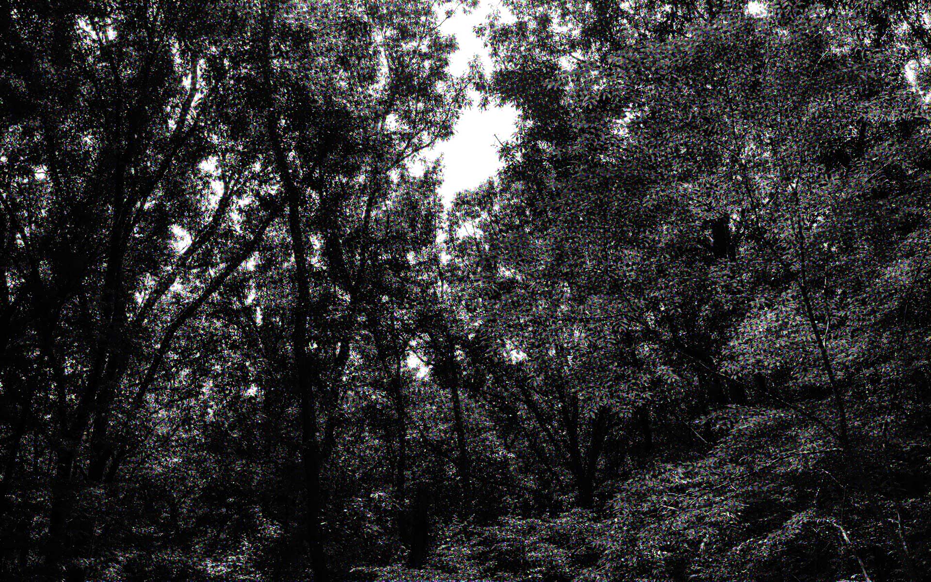 【シリーズ・都市伝説】都会の中心に残る禁足地「八幡の藪知らず」