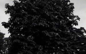 【シリーズ・都市伝説】触ると祟られる御神木「朴の木」