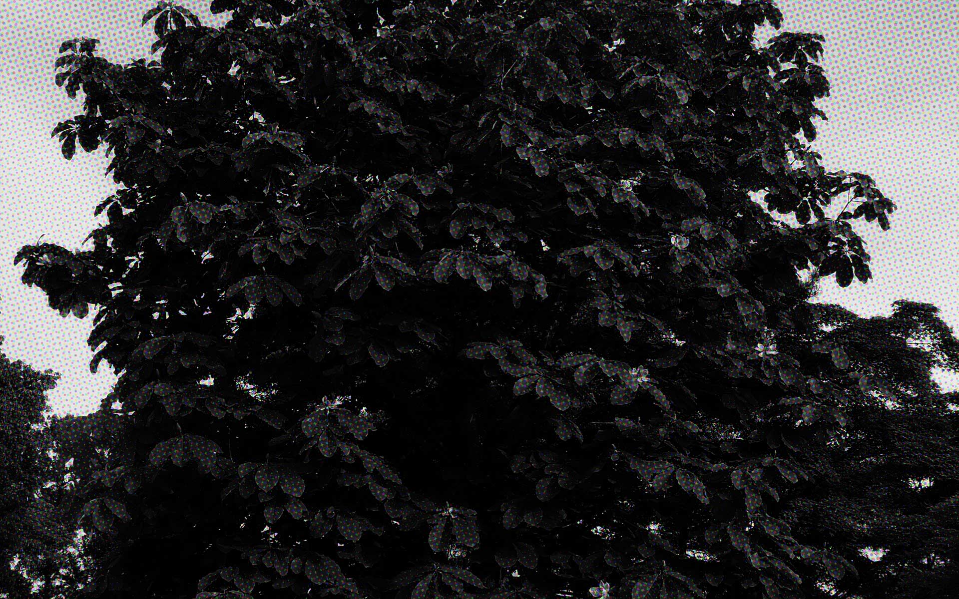 【シリーズ・都市伝説】触ると祟られる御神木「朴の木」